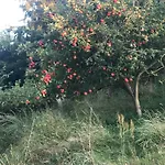 Cozy Summer House Near 度假居 埃贝尔托夫特