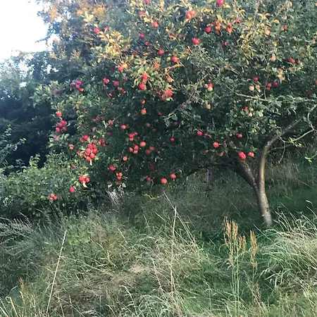 Hyggeligt Ved Feriehus Ebeltoft